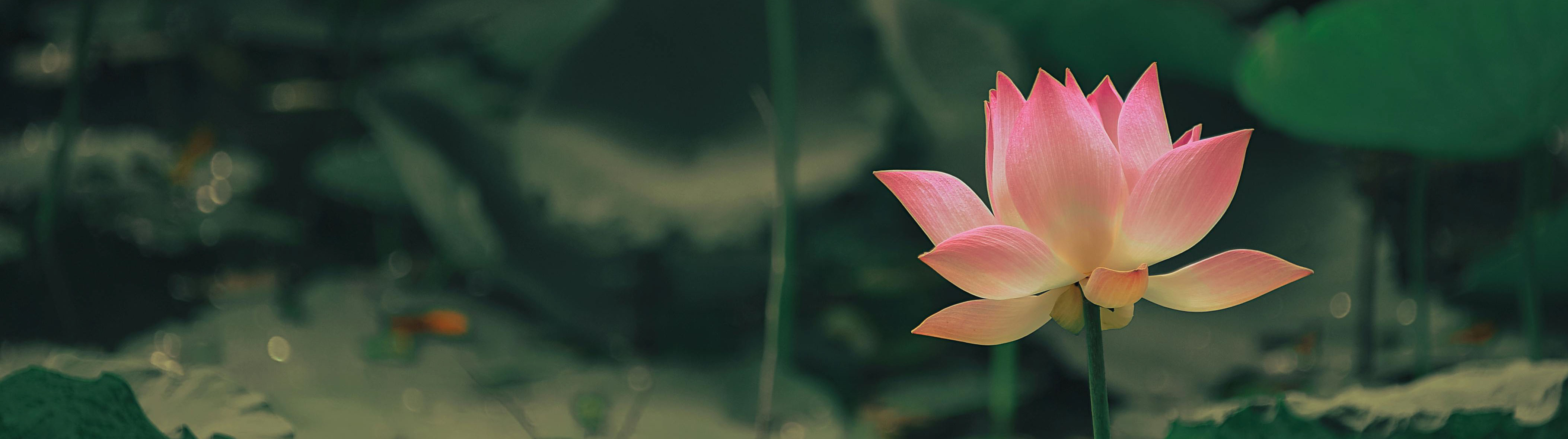 MAI-ISM Lotus Banner